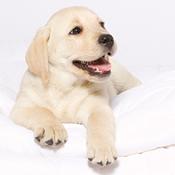 הכלבלב שפינק אותי