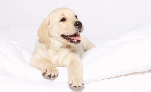 הפאפי של לילי. מרכות לפינוק