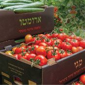 ארומה ישראל